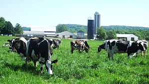 ZMO Başkanı Özden Güngör: Meralar ucuz arsa olarak görülüyor